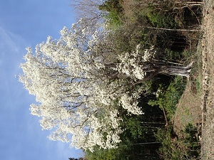 丹伊田の大コブシ