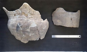 佐渡貝塚群（堂の貝塚・藤塚貝塚・三宮貝塚）出土品 さどかいづかぐん（どうのかいづか・ふじつかかいづか・さんぐうかいづか）しゅつどひん
