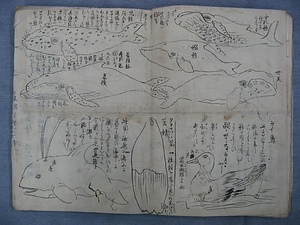 狩野一信関連資料〈逸見家伝来〉