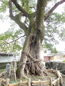 荒神神社のムクノキ こうじんじんじゃのむくのき