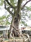 荒神神社のムクノキ