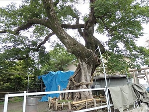 荒神神社のムクノキ こうじんじんじゃのむくのき