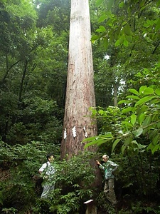 白山神社の社叢