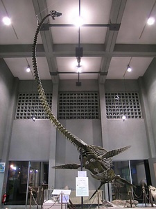 ホベツアラキリュウ化石