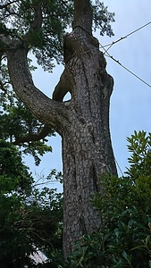 東京都利島村指定文化財　指定保存樹木　　クロマツ　別名　オマツ とうきょうととしまむらしていぶんかざい　していほぞんじゅもく　　くろまつ　　べつめい　おまつ