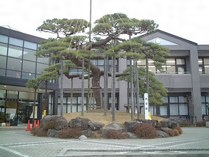 代官松