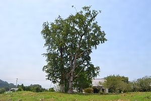 国分寺跡のイチョウ