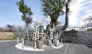 境楠