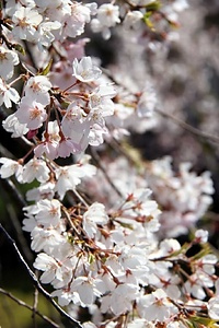 本住寺のシダレザクラ ほんじゅうじのしだれざくら