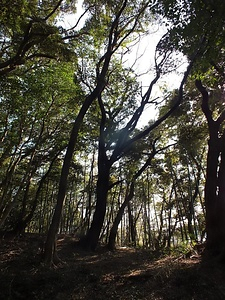 島津のヤマザクラ しまづのやまざくら