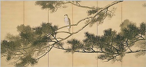 老松蒼鷹