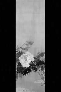 牡丹
