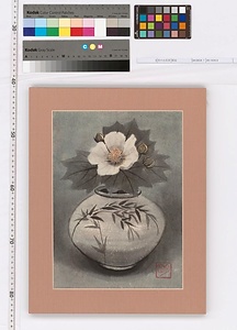 壺の白芙蓉