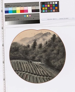 渓流茶畑