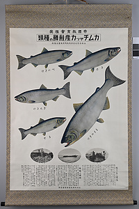 海洋センター絵画資料　88カムチャツカ産鮭鱒の種類