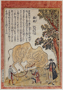 駱駝