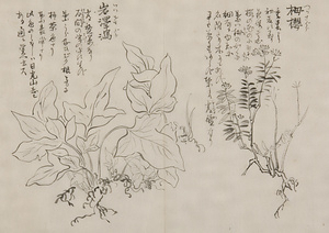 日光山艸木花鳥図画帖　5　模写「栂桜、岩澤瀉」『日光山志』第4巻より