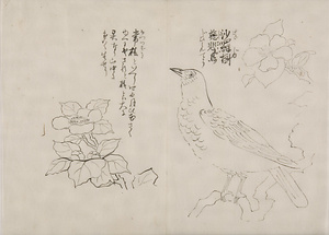 日光山艸木花鳥図画帖　6　模写「沙羅樹/慈悲鳥」『日光山志』第4巻より