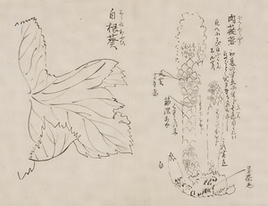 日光山艸木花鳥図画帖　8　模写「肉従容、白根葵」『日光山志』第4巻より
