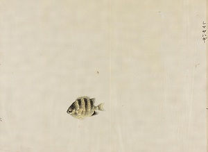 水族図譜 すいぞくずふ