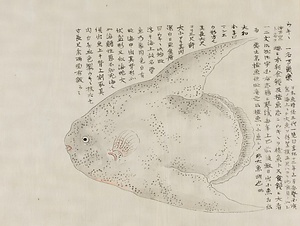 水族図譜 すいぞくずふ