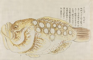 水族図譜 すいぞくずふ
