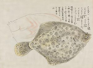 水族図譜 すいぞくずふ
