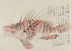 水族図譜 すいぞくずふ
