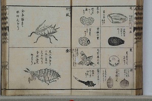 紅毛雑話 こうもうざつわ