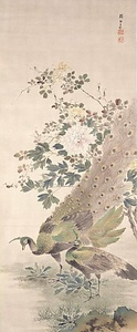 孔雀