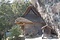 岩屋神社 本殿
