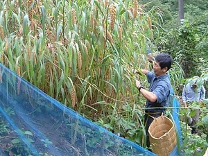 白山麓の焼畑習俗 はくさんろくのやきはたしゅうぞく