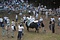 隠岐の牛突きの習俗