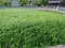 越中福岡の菅笠製作技術
