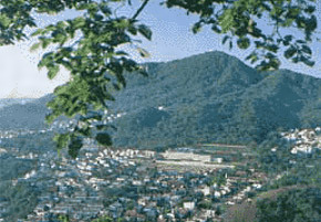 藻岩原始林
