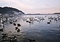 小湊のハクチョウおよびその渡来地