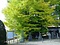 長泉寺の大イチョウ