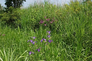 花輪堤ハナショウブ群落 はなわつつみはなしょうぶぐんらく