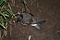 日出島クロコシジロウミツバメ繁殖地