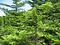 早池峰山のアカエゾマツ自生南限地