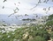 陸前江ノ島のウミネコおよびウトウ繁殖地