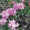 花山のアズマシャクナゲ自生北限地帯
