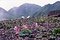 秋田駒ヶ岳高山植物帯