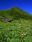 秋田駒ヶ岳高山植物帯