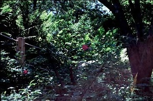 長走風穴高山植物群落 ながばしりふうけつこうざんしょくぶつぐんらく