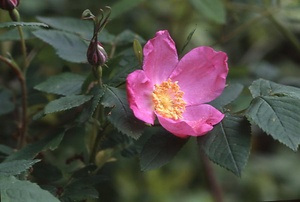 長走風穴高山植物群落 ながばしりふうけつこうざんしょくぶつぐんらく
