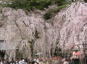 角館のシダレザクラ かくのだてのしだれざくら