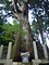 熊野神社の大スギ