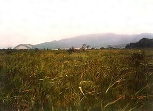 赤井谷地沼野植物群落 あかいやちしょうやしょくぶつぐんらく