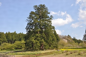 杉沢の大スギ すぎさわのおおすぎ